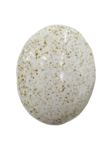 Northcote Brushable Glaze BMG125L Speckled White Gloss