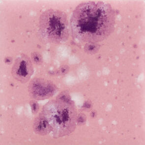 Mayco Jungle Gems Lowfire Brushable Glaze CG-1014 Pink Plum