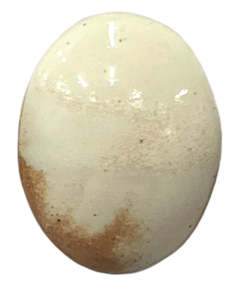 Northcote Brushable Highfire Glaze SG920 Shino Style