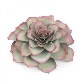 Sizzix Framelits Die Set 5PK - Large Succulent