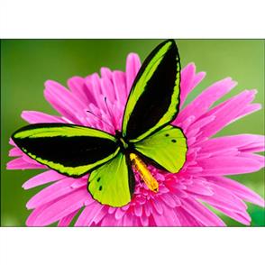 Collection D'Art Diamond Art Kit - Butterfly 27x38cm