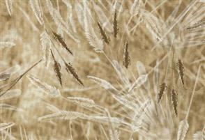 Timeless Treasures Fabrics - Reclaimed West Collection - 2904