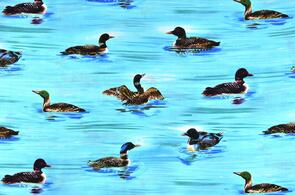 Michael Miller Deer Lake Blue Loons