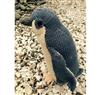 Cameron-James Designs Darwin the Little Blue Penguin Knitting Pattern